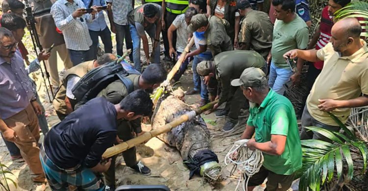 কুমির সরিয়ে নেওয়ায় ক্ষোভ খাদেমের, মাজারের দিঘিতে ফিরিয়ে দেওয়ার দাবি